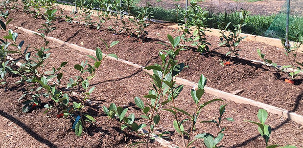 First year green tea in our nursery in Virginia