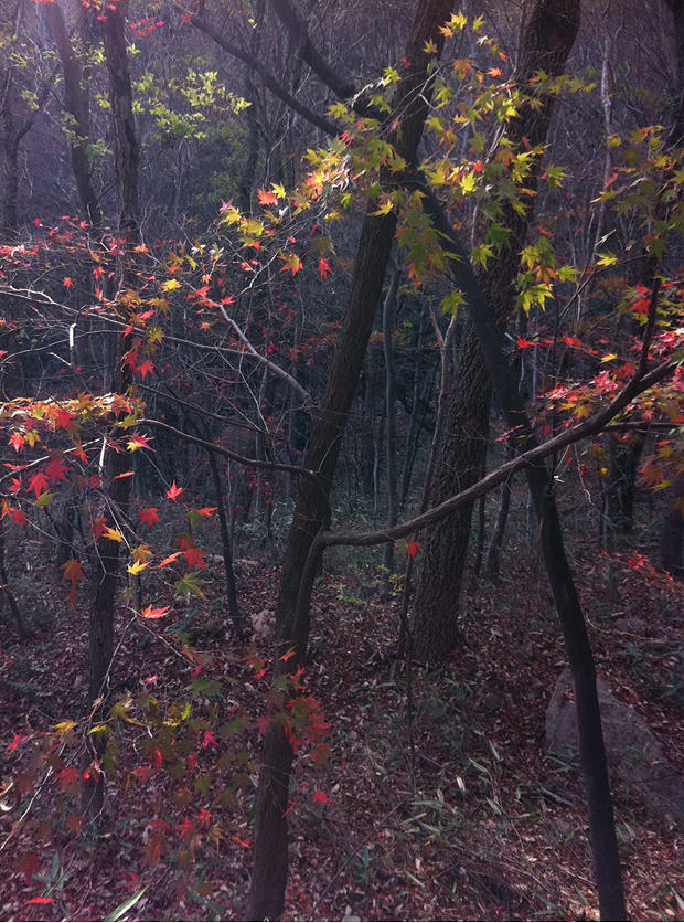 Maple trees in Naejang Mt, Korea