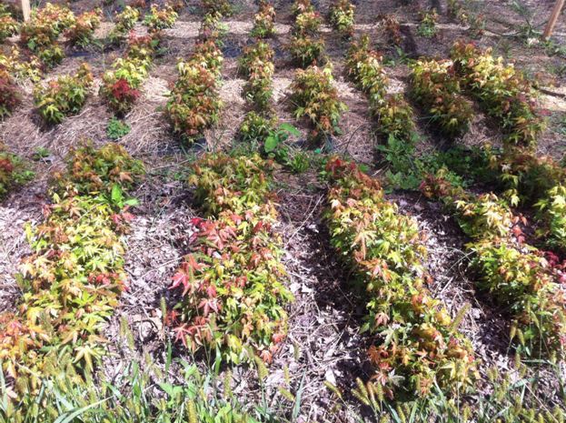 Second year maple seedlings on Green Hills Nursery in Virginia