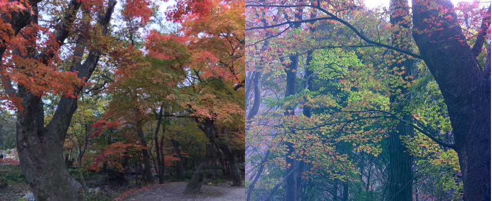 Korean Baby Maple Trees