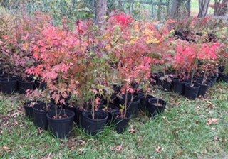 Korean Baby Maples for Purchase