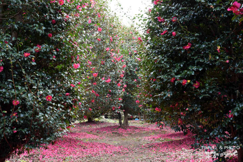 Camellia from Jeju Island in Korea