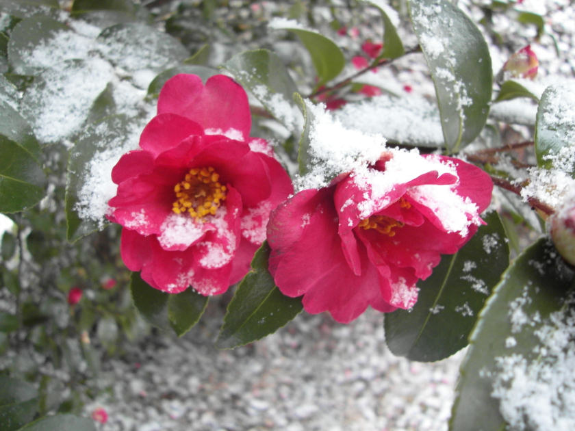 Camellia from Teahn Region, Western part of Korea